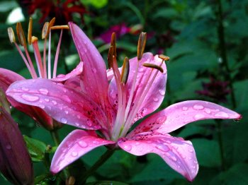 lily-flower-wallpaper3_1
